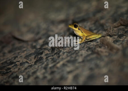 A male Stony-creek Frog hops its way towards the water for an evening drink in the rainforest near Kuranda, Queensland, Australia. Stock Photo