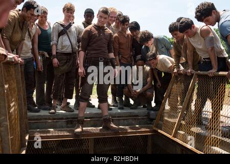 The Maze Runner Year : 2014 USA Director : Wes Ball Thomas Brodie
