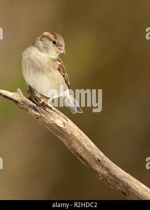 Female House Sparrow Perched on Branch
