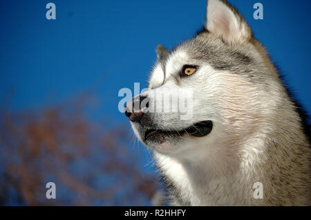 alaskan malamute 1 Stock Photo