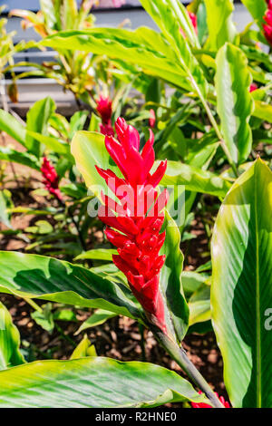 View of the Red Ginger Flower, Hawaii Stock Photo