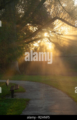 Sunlight Streaming Through Trees In Elizabeth Gardens Salisbury Wiltshire. Stock Photo