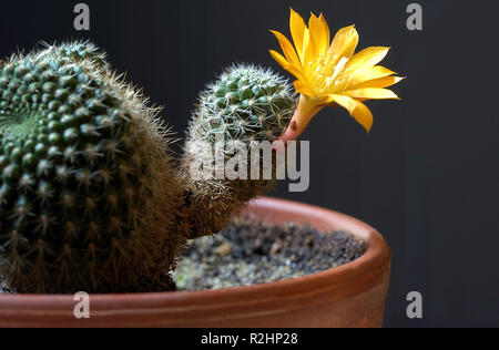 yellow cactus flower 04 Stock Photo