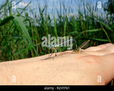insect insects wedding marriage marriage ceremony wedding ceremony life ...