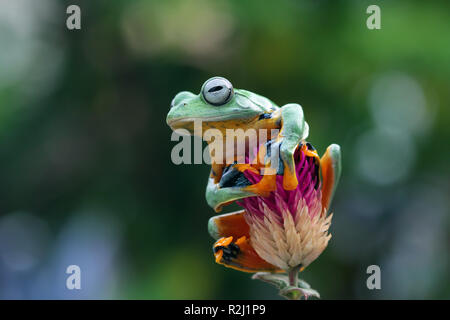 Javan tree frog sitting on a branch, Indonesia Stock Photo