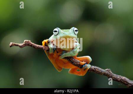 Javan tree frog on branch, Indonesia Stock Photo