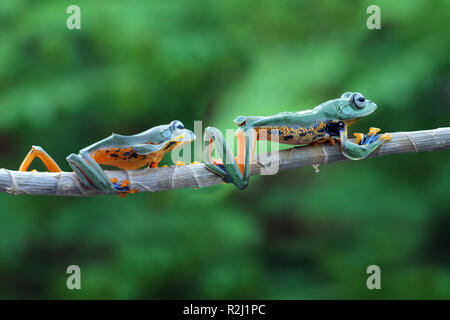 Two Javan tree frogs on a branch, Indonesia Stock Photo