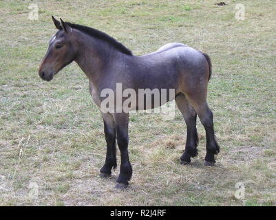 young horse Stock Photo