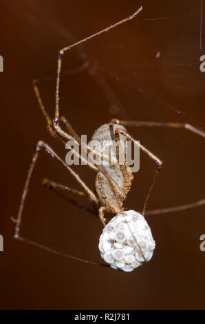 Spitting Spider, Scytodes atlacoya, female with egg case Stock Photo