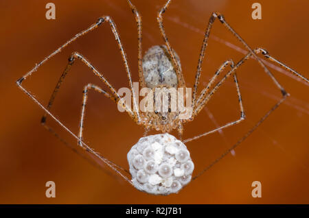 Spitting Spider, Scytodes atlacoya, female with egg case Stock Photo