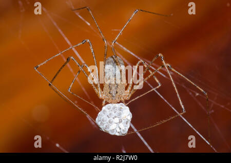 Spitting Spider, Scytodes atlacoya, female with egg case Stock Photo