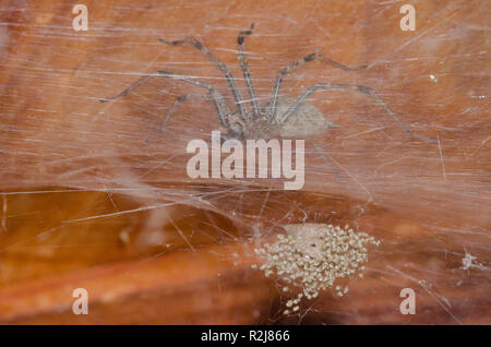 Funnel Web Spider, Family Agelenidae, male in web, while just below, Common House Spiders, Parasteatoda tepidariorum, are hatching Stock Photo