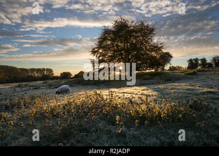 Sheep grazing in frosty field at sunrise with backlit tree and nettles, Chipping Campden, Cotswolds, Gloucestershire, England, United Kingdom, Europe Stock Photo