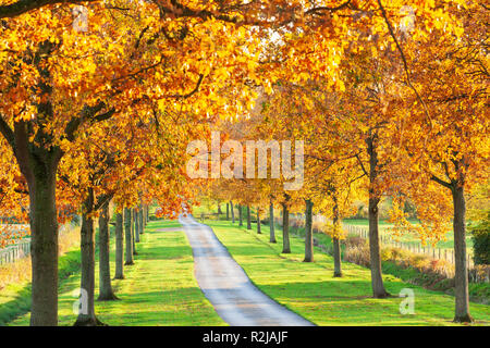 Road running through line of backlit autumn trees, Gloucestershire, England, United Kingdom, Europe Stock Photo