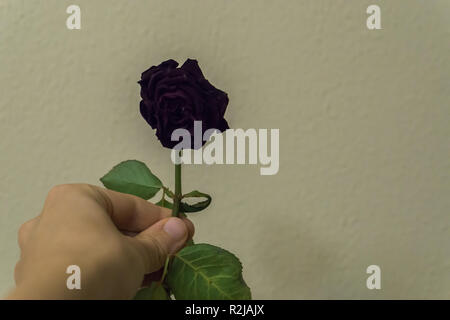 hand holding and giving a black gothic valentines day rose Stock Photo