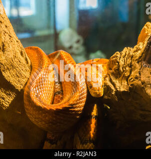red orange corn rat snake on a branch in the terrarium with a creepy skeleton in the background Stock Photo