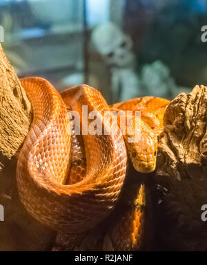 two red orange corn rat snakes together on a branch with a human skeleton in the background Stock Photo
