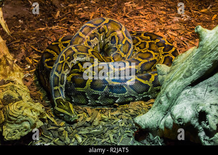 coiled up big python snake laying on the ground tropical wildlife animal portrait Stock Photo