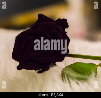 a dark red withered rose that became a black gothic rose in macro closeup alternative valentines day Stock Photo