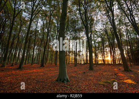 Sunrise in autumnal beech tree wood, Snowshill, Cotswolds, Gloucestershire, England, United Kingdom, Europe Stock Photo