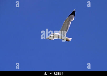herring gull,larus argentatus (airplane image) Stock Photo