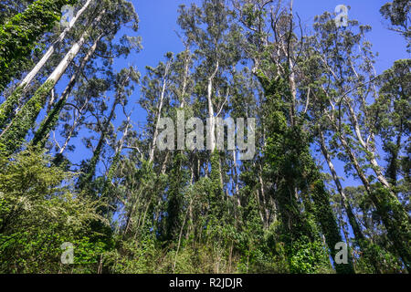 Eucalyptus trees covered in ivy; these trees are considered invasive in the San Francisco bay area and the rest of California Stock Photo