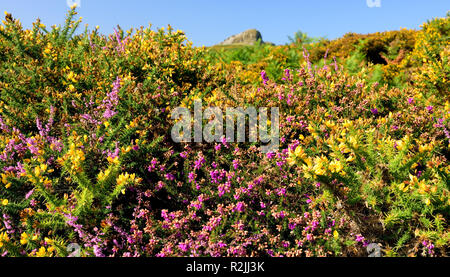 Gorse and heather near Haytor Rocks on Dartmoor. Stock Photo