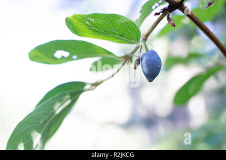 Blue honeysuckle. Lonicera caerulea var. edulis. Known also as Honeyberry, Blue-berry honeysuckle. Another scientific name is Lonicera edulis. Macro. Stock Photo