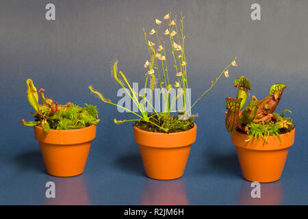 carnivorous plants Stock Photo