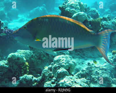 cleaner fish cleans fish Stock Photo