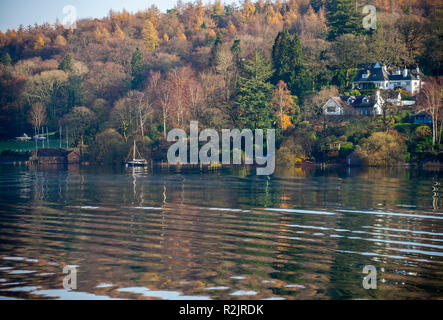 Beautiful Autumn Colours in Woodland on the Banks of Lake Windermere Lake District National Park near Bowness Cumbria England United Kingdom UK Stock Photo