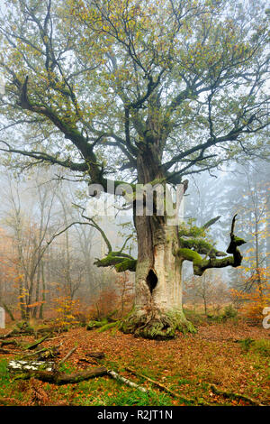 Germany, Hesse, Sababurg, Reinhardswald, common oak 'Kamineiche', a huge old mossy gnarled oak in a former pastoral forest in autumn, fog Stock Photo