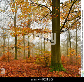Germany, Hesse, Kellerwald-Edersee National Park, European beech (Fagus sylvatica), beech forest in autumn, colorful foliage and fog Stock Photo