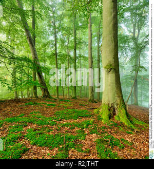 Germany, Mecklenburg-Vorpommern, Müritz National Park, subarea Serrahn, UNESCO World Natural Heritage, beech forests of the Carpathians and old beech forests in Germany, untouched beech forest with fog, morning light Stock Photo