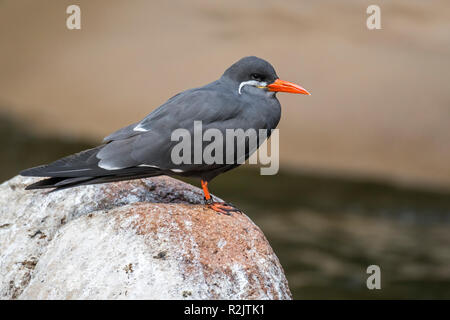 Inca tern (Larosterna inca) perched on rock on the beach, native to Chile, Colombia, Ecuador and Peru Stock Photo