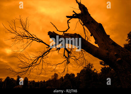 Spooky forest showing creepy branches and trunk of dead tree silhouetted against orange sunset sky Stock Photo