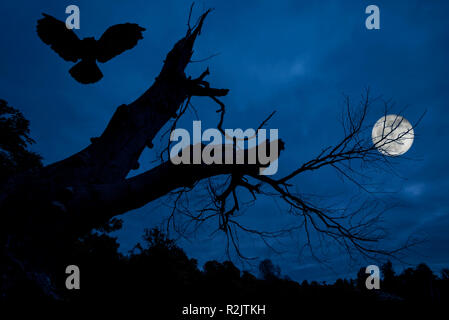 Eagle owl (Bubo bubo) landing in creepy branches and trunk of dead tree silhouetted against blue night sky with full moon over spooky forest Stock Photo