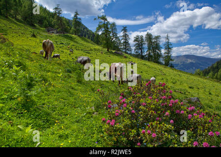Austria, Tyrol, Oberinntal, Stalanzer Alm near Ried Stock Photo