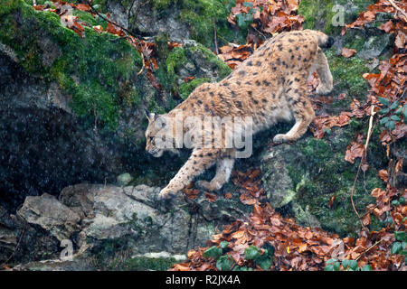 Lynx, Lynx lynx, European Lynx, captive, Germany Stock Photo