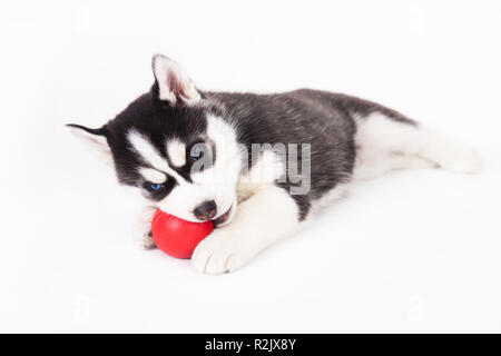 Siberian husky playing with a ball, in the studio on a white background.