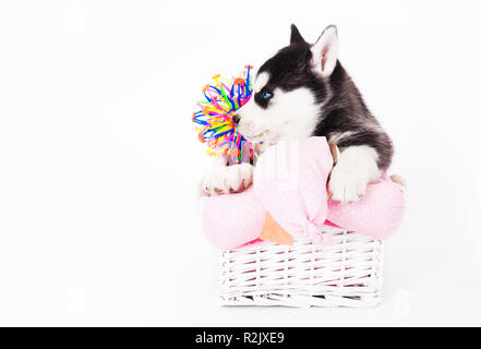 Puppy of an Siberian husky sitting in a basket in the studio on a white background. Stock Photo