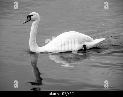 A Male Mute Swan in Black and White Swimming on Lake Windermere in Bowness Lake District National Park Cumbria England United Kingdom UK Stock Photo