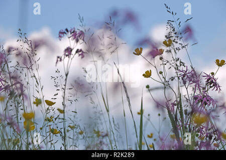 Flower meadow, grasses and cuckoo flower Stock Photo
