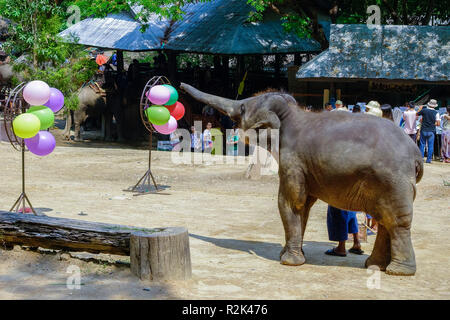 Maesa Elephant Camp, Chiang Mai, Thailand Stock Photo