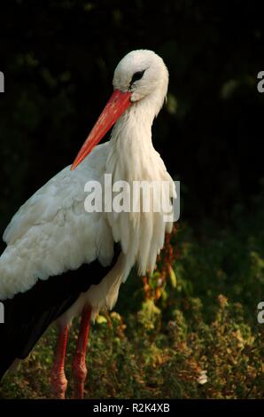 stork portrait Stock Photo