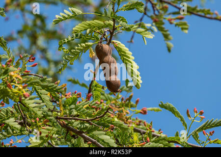 Thailand, Asia, Tamarind Tree Stock Photo