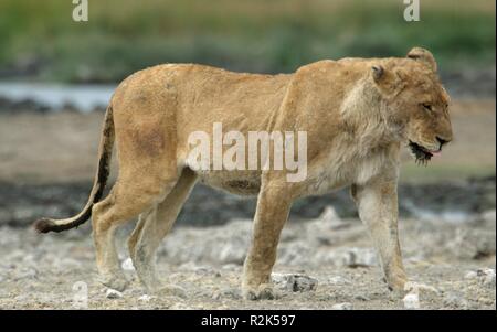 lioness with scars Stock Photo