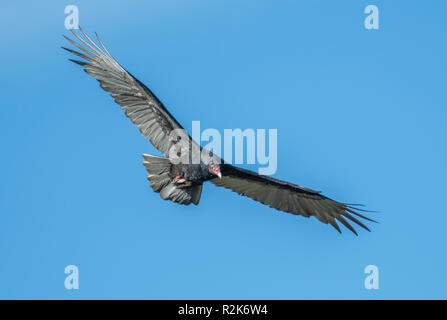 A turkey vulture, Cathartes aura, in flight in northwest Louisiana. Stock Photo