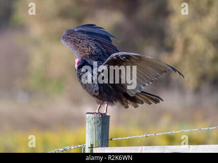 A turkey vulture, Cathartes aura, perches on a fence post in northwest Louisiana, spreading its wings.. Stock Photo