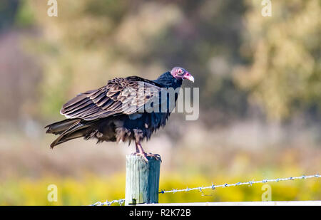 A turkey vulture, Cathartes aura, perches on a fence post in northwest Louisiana. Stock Photo